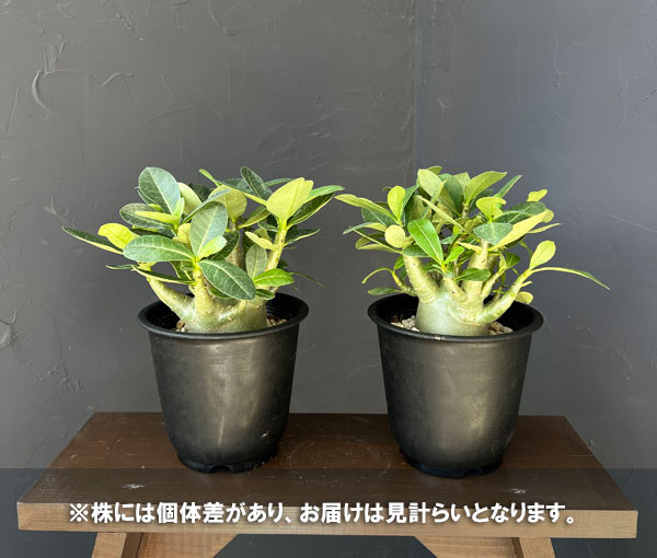 アデニウム：アラビカム　モンスター　5号鉢植え