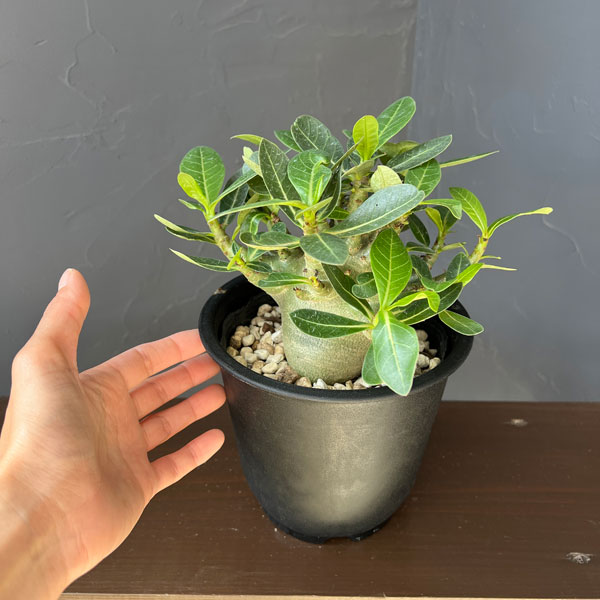 アデニウム:アラビカム モンスター(ずんぐりぼってり株) 5号鉢植え