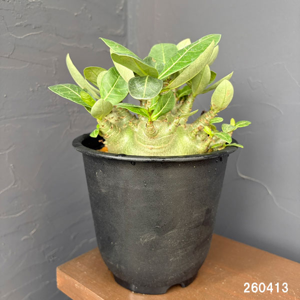 アデニウム：アラビカム　モンスター（ずんぐりぼってり株）　5号鉢植え