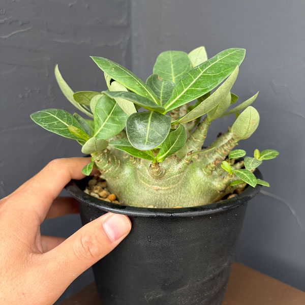 アデニウム：アラビカム　モンスター（ずんぐりぼってり株）　5号鉢植え