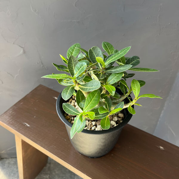 アデニウム:アラビカム モンスター(ずんぐりぼってり株) 5号鉢植え