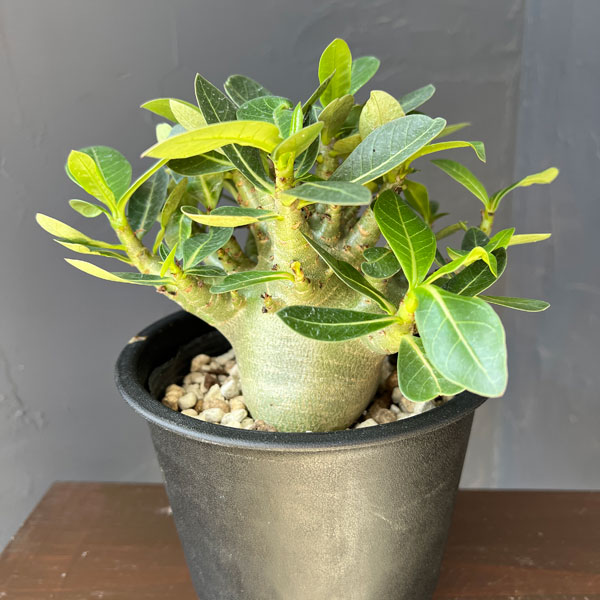 アデニウム:アラビカム モンスター(ずんぐりぼってり株) 5号鉢植え