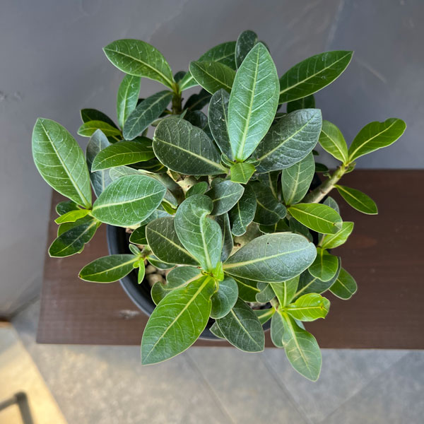 アデニウム:アラビカム モンスター(ずんぐりぼってり株) 5号鉢植え