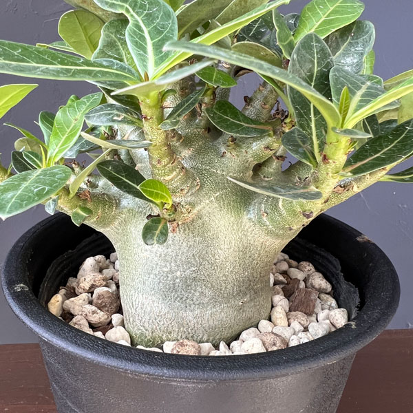 アデニウム:アラビカム モンスター(ずんぐりぼってり株) 5号鉢植え