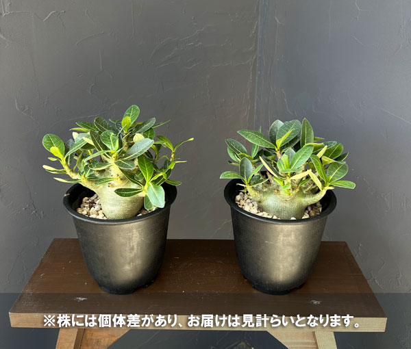 アデニウム:アラビカム モンスター(ずんぐりぼってり株) 5号鉢植え