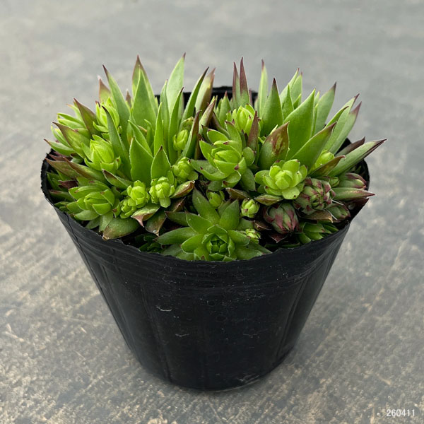 ジョビバルバ：ソボリフェラオレンジ　3号ポット