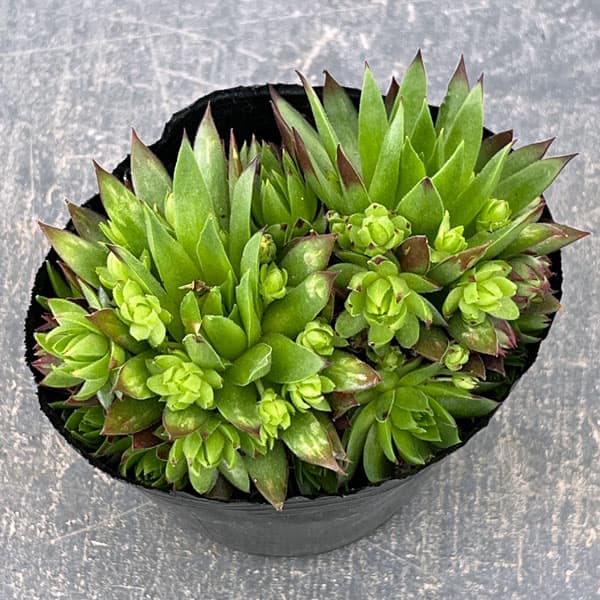 ジョビバルバ：ソボリフェラオレンジ　3号ポット