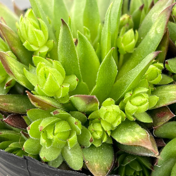 ジョビバルバ：ソボリフェラオレンジ　3号ポット