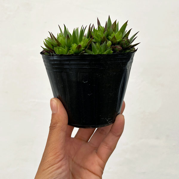 ジョビバルバ：ソボリフェラオレンジ　3号ポット