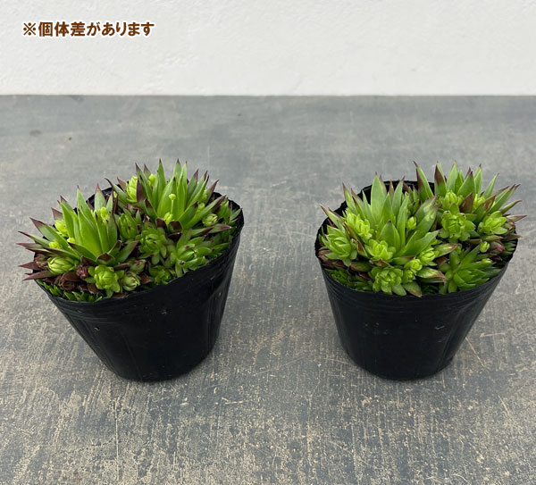 ジョビバルバ：ソボリフェラオレンジ　3号ポット