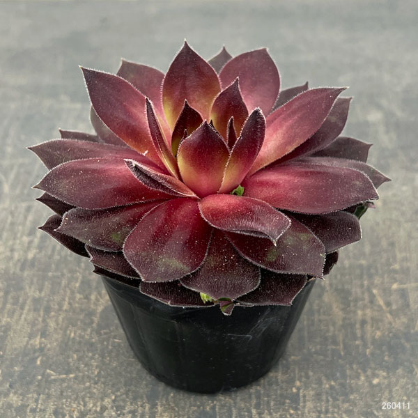 センペルビウム：クリスティーナ 3号ポット