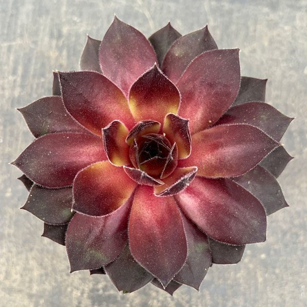 センペルビウム：クリスティーナ 3号ポット