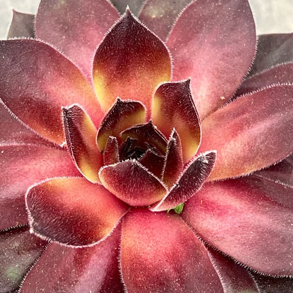 センペルビウム：クリスティーナ 3号ポット