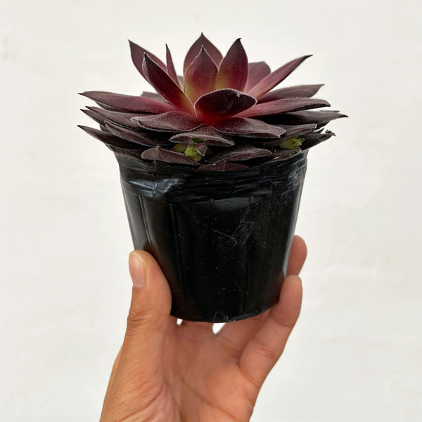 センペルビウム：クリスティーナ 3号ポット