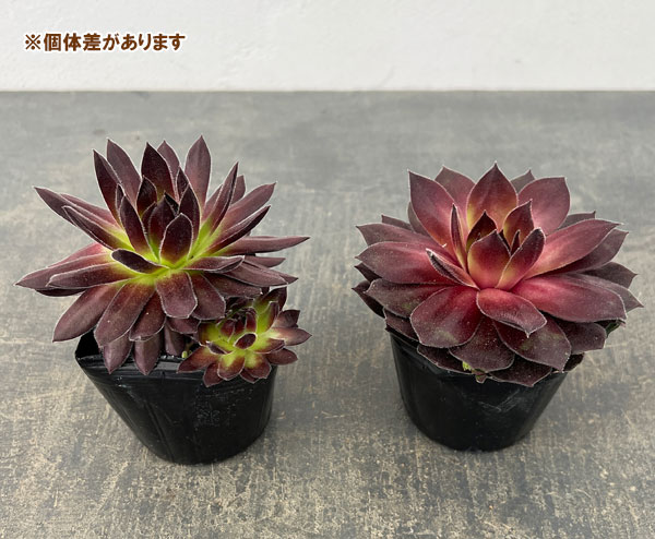 センペルビウム：クリスティーナ 3号ポット