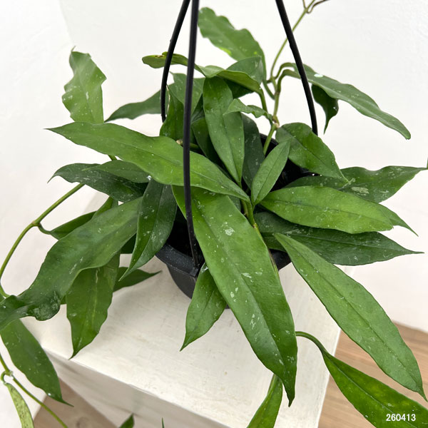 ホヤ:スラウェシアーナ 4号吊り鉢*