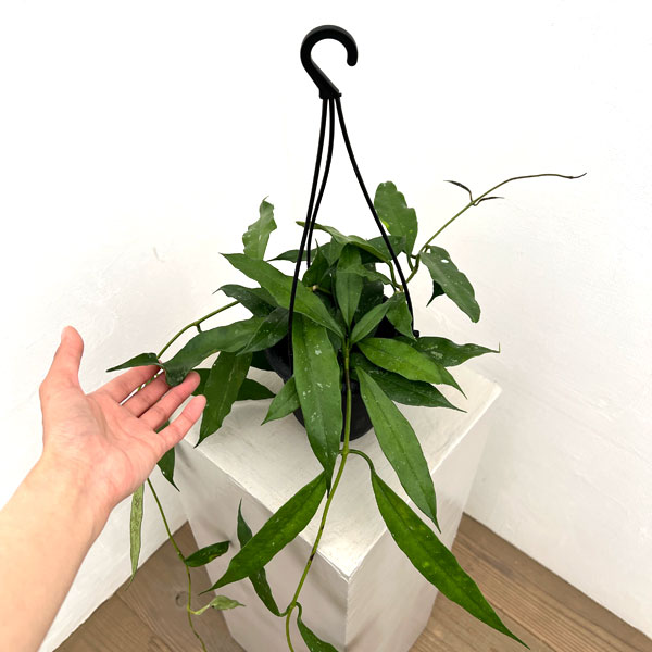 ホヤ:スラウェシアーナ 4号吊り鉢*