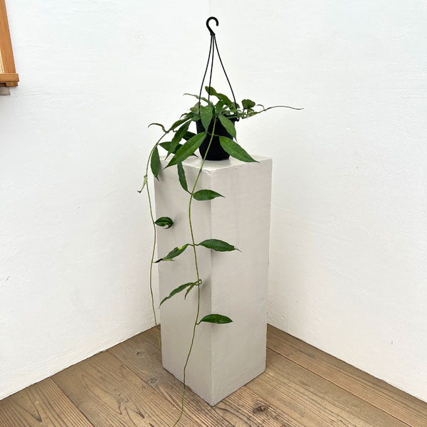 ホヤ:スラウェシアーナ 4号吊り鉢*