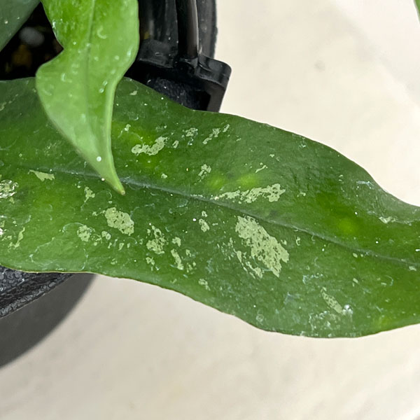 ホヤ:スラウェシアーナ 4号吊り鉢*