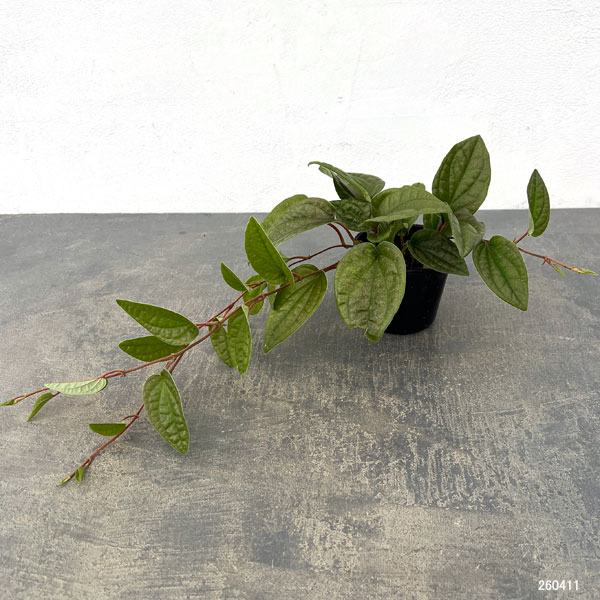 ピペル：ミャオ　 3号ポット