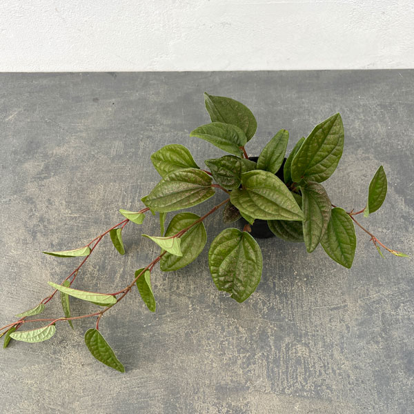 ピペル：ミャオ　 3号ポット