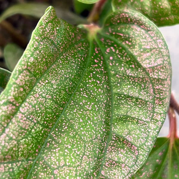 ピペル：ミャオ　 3号ポット