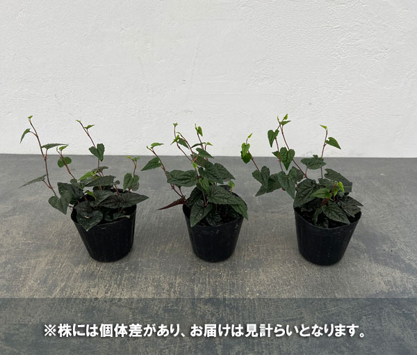 ピペル:カラングラン 2.5号ポット