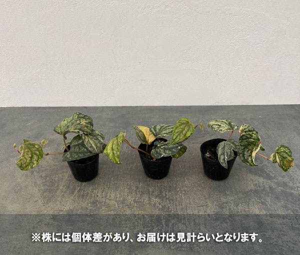 ピペル:オルナツムバリエガータ 2.5号