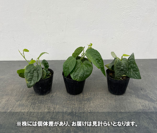 ピペル:パダワン 2.5号