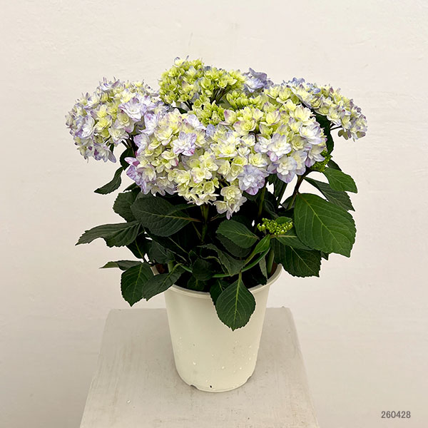 園芸ネット本店｜アジサイ：なゆた ブルー 4.5号鉢植え の通販【公式】