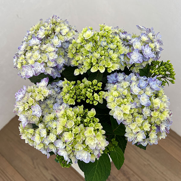 園芸ネット本店｜アジサイ：なゆた ブルー 4.5号鉢植え の通販【公式】