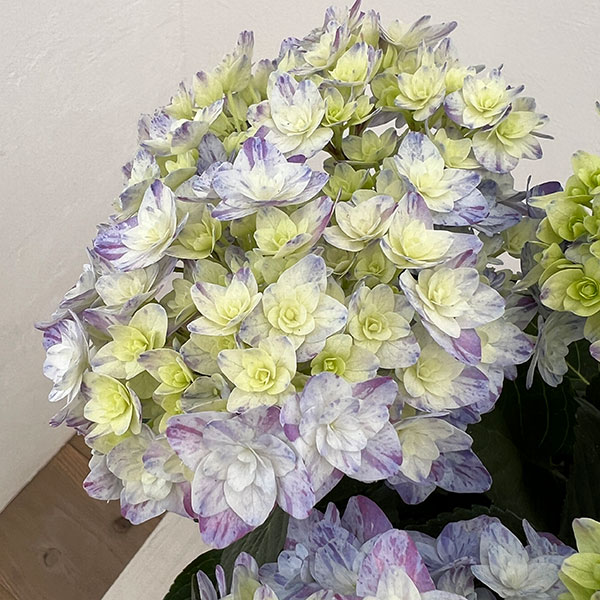 園芸ネット本店｜アジサイ：なゆた ブルー 4.5号鉢植え の通販【公式】