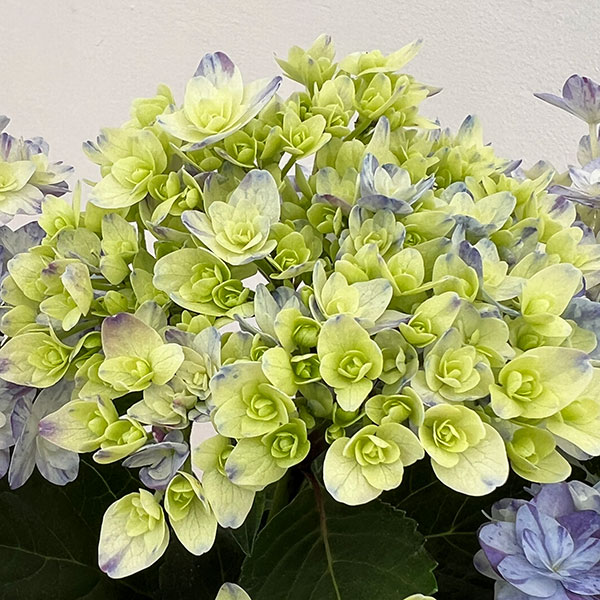 園芸ネット本店｜アジサイ：なゆた ブルー 4.5号鉢植え の通販【公式】