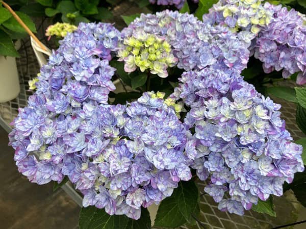 [春の鉢花予約]アジサイ：なゆた ブルー 4.5号鉢植え