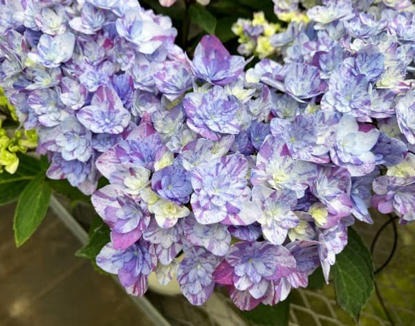 [春の鉢花予約]アジサイ：なゆた ブルー 4.5号鉢植え