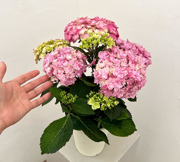 希少　紫陽花　なゆた　正規苗　ラベル付き　5号鉢 園芸ネット本店｜アジサイ：なゆた ピンク 4.5号鉢植え の通販【公式】