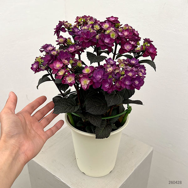 園芸ネット本店｜アジサイ：ザクロ パープル 4.5号鉢植え の通販【公式】