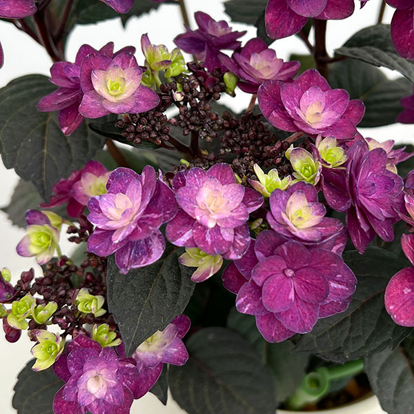 園芸ネット本店｜アジサイ：ザクロ パープル 4.5号鉢植え の通販【公式】