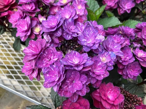 [春の鉢花予約]アジサイ：ザクロ パープル 4.5号鉢植え