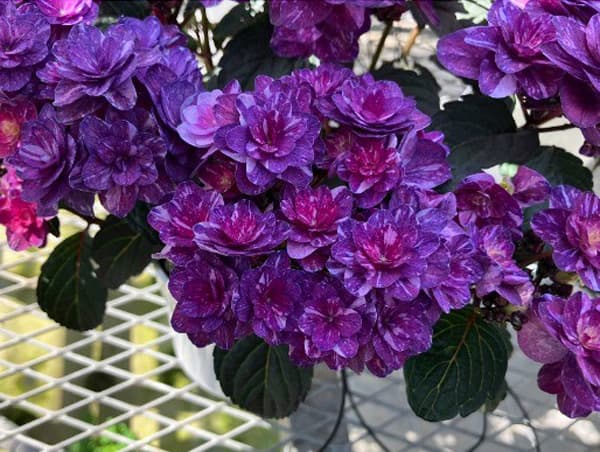 [春の鉢花予約]アジサイ：ザクロ パープル 4.5号鉢植え