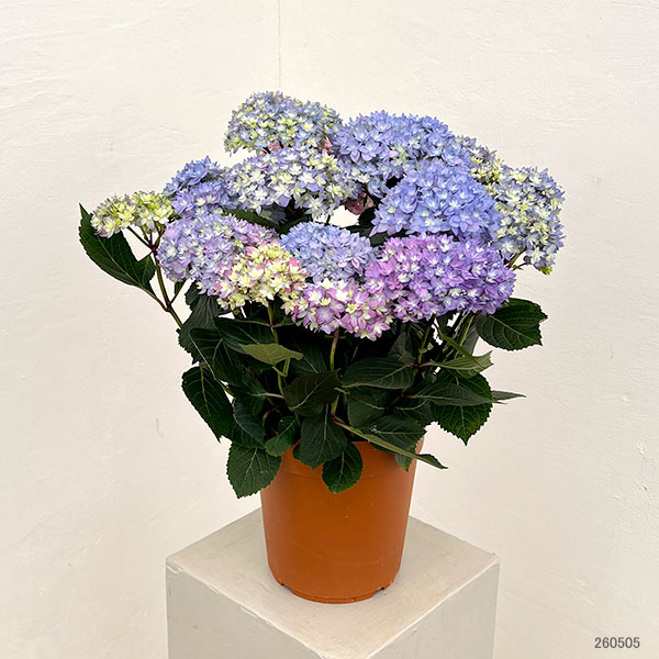 アジサイ：レインボー6号鉢植え