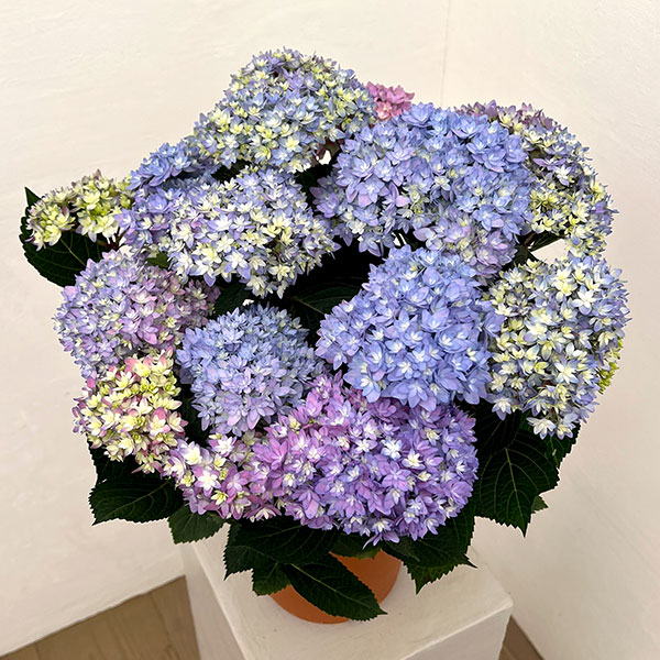 アジサイ：レインボー6号鉢植え