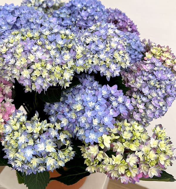 アジサイ：レインボー6号鉢植え