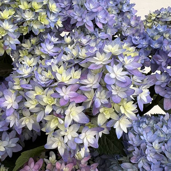 アジサイ：レインボー6号鉢植え