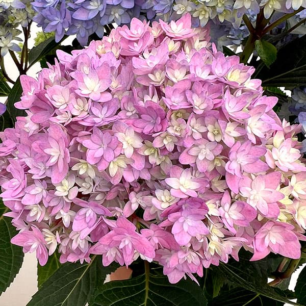 アジサイ：レインボー6号鉢植え