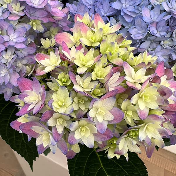 アジサイ：レインボー6号鉢植え