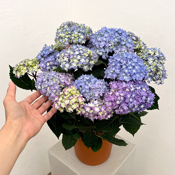 アジサイ：レインボー6号鉢植え