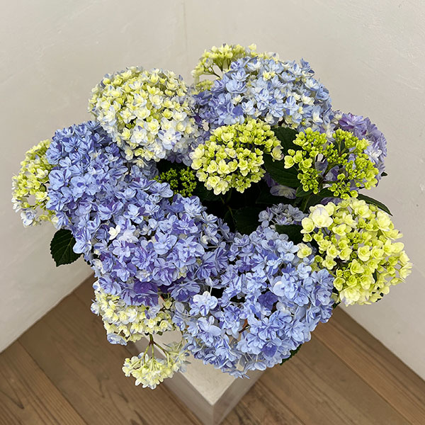 園芸ネット本店｜アジサイ：久遠（くおん）6号鉢植え の通販【公式】