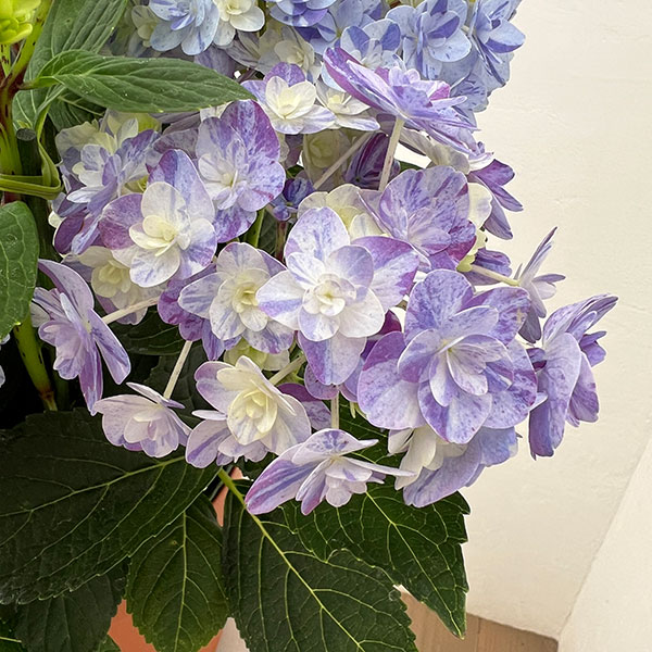 園芸ネット本店｜アジサイ：久遠（くおん）6号鉢植え の通販【公式】