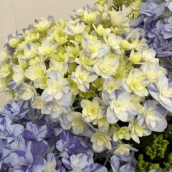 園芸ネット本店｜アジサイ：久遠（くおん）6号鉢植え の通販【公式】